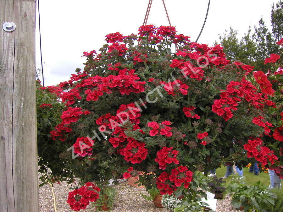 Verbena, sporýš 'Summerdreams Burgundy' - Verbena 'Summerdreams Burgundy'