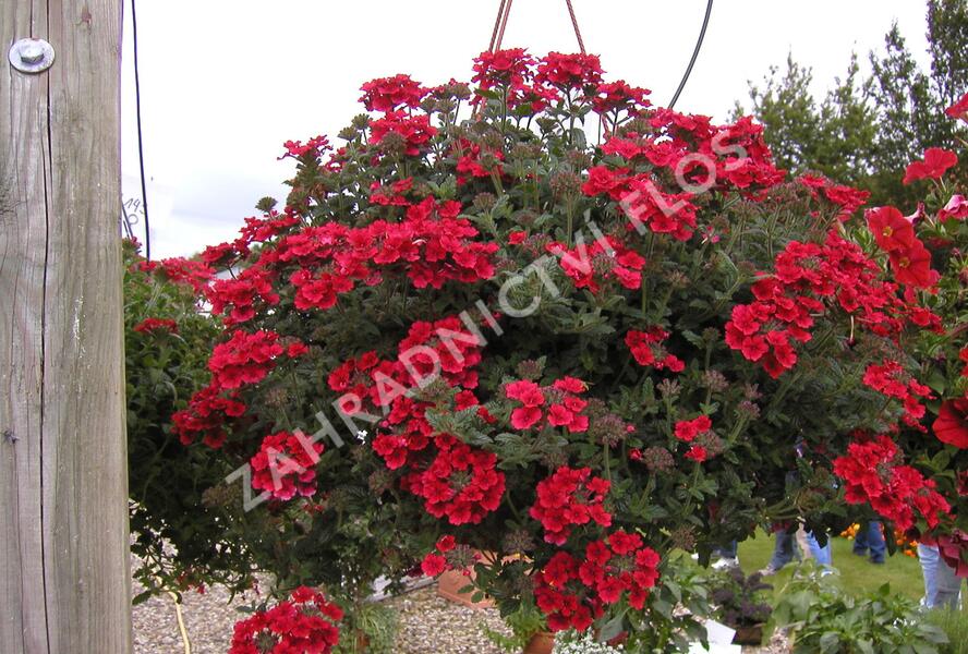 Sporýš 'Summerdreams Burgundy' - Verbena 'Summerdreams Burgundy'
