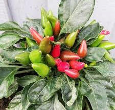 Paprika chilli okrasná 'Yvona'