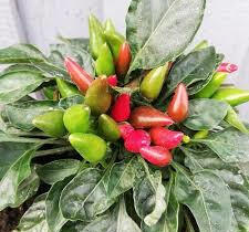 Paprika chilli okrasná 'Yvona' - Capsicum annuum 'Yvona'