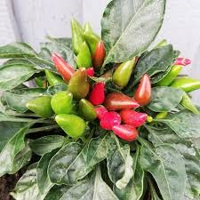 Paprika chilli 'Yvona' - Capsicum annuum 'Yvona'