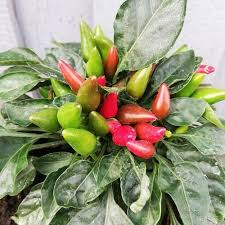 Paprika chilli okrasná 'Yvona' - Capsicum annuum 'Yvona'