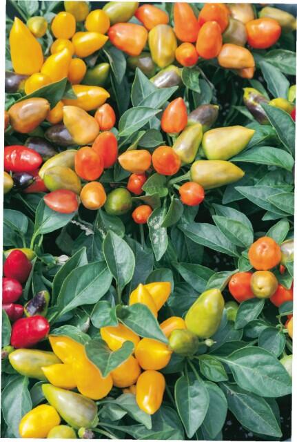 Paprika chilli okrasná 'Oraneta' - Capsicum annuum 'Oraneta'