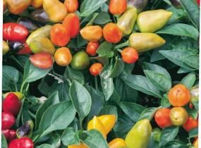 Paprika chilli okrasná 'Oraneta' - Capsicum annuum 'Oraneta'