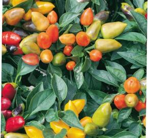 Paprika chilli 'Oraneta' - Capsicum annuum 'Oraneta'