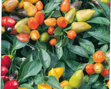 Paprika chilli okrasná 'Oraneta'