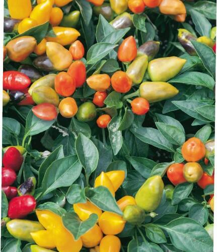 Paprika chilli 'Oraneta' - Capsicum annuum 'Oraneta'