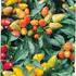 paprika-chilli-oraneta.jpg