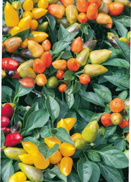 Paprika chilli okrasná 'Oraneta' - Capsicum annuum 'Oraneta'
