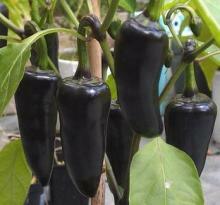 Paprika chilli 'Azteco' - Capsicum annuum 'Atzeco'