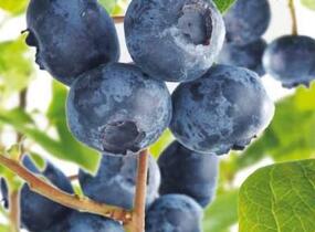 Borůvka chocholičnatá, kanadská borůvka 'Hortblue Petite' - Vaccinium corymbosum 'Hortblue Petite'