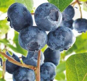 Borůvka chocholičnatá, kanadská borůvka 'Hortblue Petite' - Vaccinium corymbosum 'Hortblue Petite'