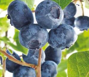 Borůvka chocholičnatá, kanadská borůvka 'Chandler' - Vaccinium corymbosum 'Hortblue Petite'