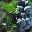 Borůvka chocholičnatá, kanadská borůvka 'Elizabeth' - Vaccinium corymbosum 'Elizabeth'