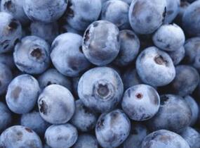 Borůvka chocholičnatá, kanadská borůvka 'Zückertraube' - Vaccinium corymbosum 'Zückertraube'