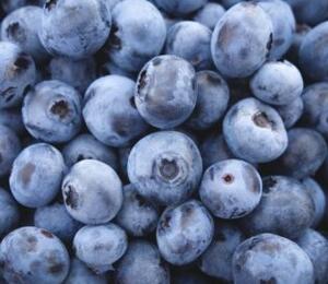 Borůvka chocholičnatá, kanadská borůvka 'Zückertraube' - Vaccinium corymbosum 'Zückertraube'