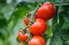 Rajče balkonové 'Spencer'