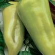 Paprika polní 'Beja' - Capsicum annuum 'Beja'