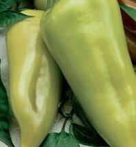 Paprika polní 'Beja'