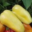 Paprika polní 'Cynthia F1' - Capsicum annuum 'Cynthia' F1