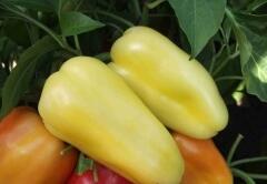 Paprika polní 'Cynthia F1' - Capsicum annuum 'Cynthia' F1