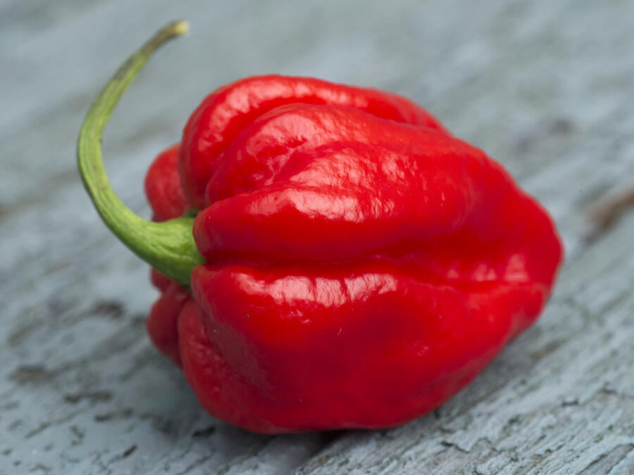 Paprika chilli 'Carolina Reaper' - Capsicum annuum 'Carolina Reaper'