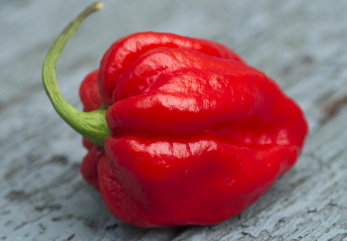 Paprika chilli 'Carolina Reaper' - Capsicum annuum 'Carolina Reaper'
