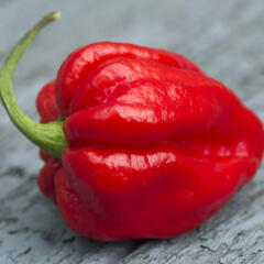 Paprika chilli 'Carolina Reaper' - Capsicum annuum 'Carolina Reaper'