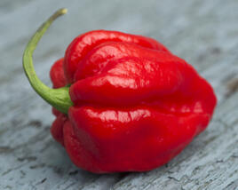 Paprika chilli 'Carolina Reaper'