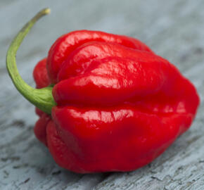 Paprika chilli 'Carolina Reaper' - Capsicum annuum 'Carolina Reaper'