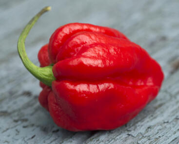 Paprika chilli 'Carolina Reaper'