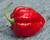 Paprika chilli 'Carolina Reaper'