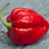 paprika-chilli-carolina-reaper.jpg