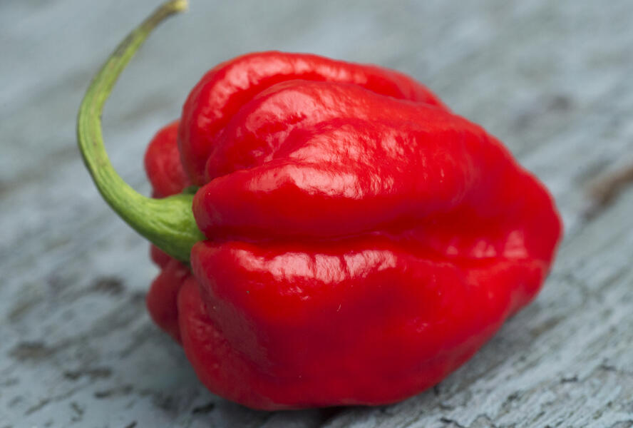 Paprika chilli 'Carolina Reaper' - Capsicum annuum 'Carolina Reaper'