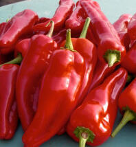 Paprika polní 'Zlata'