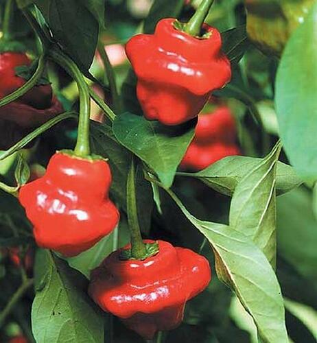 Paprika chilli 'Jamaican Rosso' - Capsicum annuum 'Jamaican Rosso'