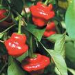 Paprika chilli 'Jamaican Rosso' - Capsicum annuum 'Jamaican Rosso'