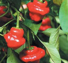 Paprika chilli 'Jamaican Rosso' - Capsicum annuum 'Jamaican Rosso'