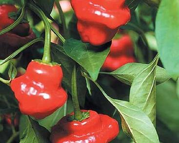 Paprika chilli 'Jamaican Rosso'