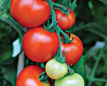 Rajče tyčkové 'Akron F1'