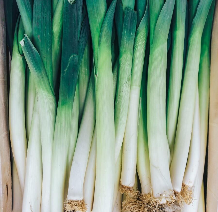 Лук латук фото Лук латук фото