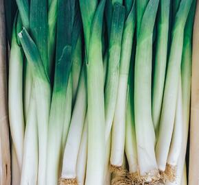 Pór podzimní 'October' - Allium porrum 'October'