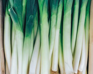 Pór podzimní 'October'