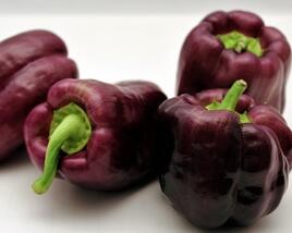Paprika k rychlení 'Ingrid'