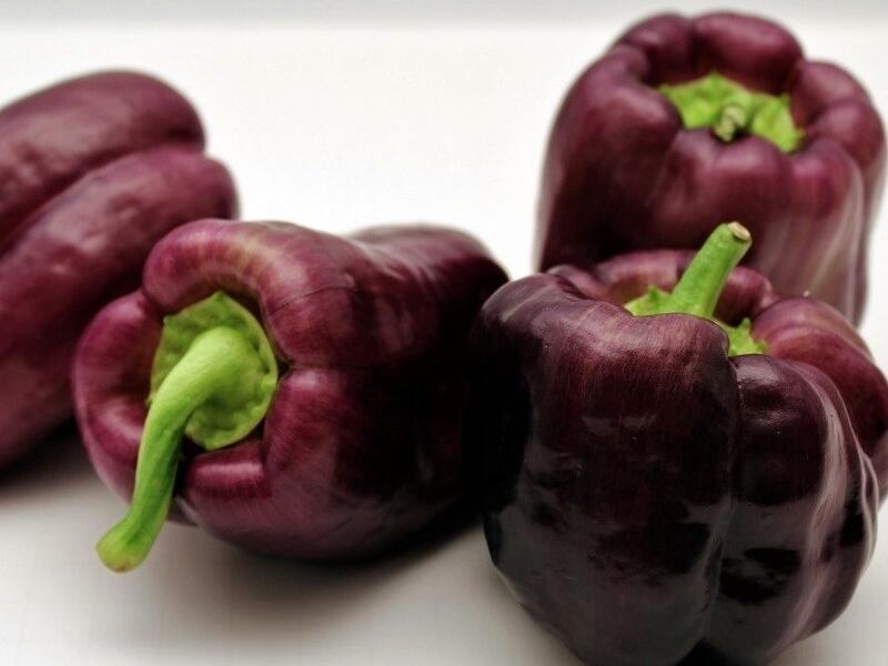 Paprika k rychlení 'Ingrid' - Capsicum annuum 'Ingrid'
