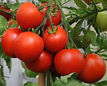 Rajče tyčkové 'Hardy F1'