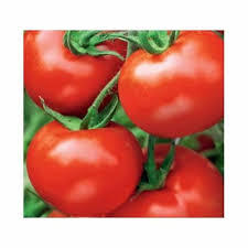 Rajče tyčkové 'Pedro F1'