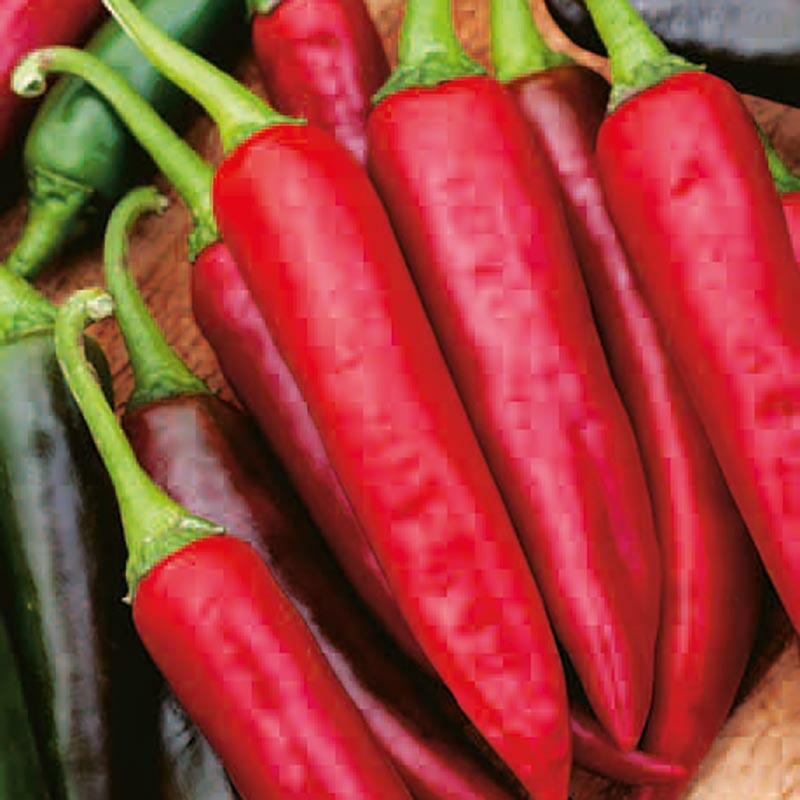 Paprika chilli 'Gutera' - Capsicum annuum 'Gutera'