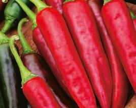 Paprika chilli 'Gutera'
