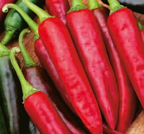 Paprika chilli 'Gutera' - Capsicum annuum 'Gutera'